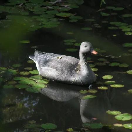 Park Panzio Es Etterem Guest house Asvanyraro